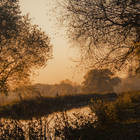 Buy canvas prints of  Autumn Gold by Phil Houghton