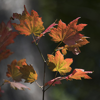 Buy canvas prints of  Fall Colours by Stephen Suddes
