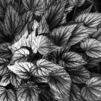 Buy canvas prints of  Tropical Foliage B&W by Stephen Suddes