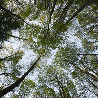 Buy canvas prints of  Forest Canopy by Stephen Suddes