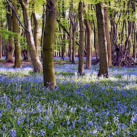 Buy canvas prints of Blue bell magic by Paul Wood