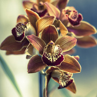 Buy canvas prints of  Colourful orchids by Bertie Carter