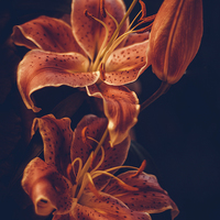 Buy canvas prints of  Red lilies by Bertie Carter