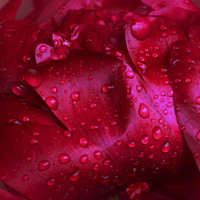 Buy canvas prints of Red wet flower by Bertie Carter