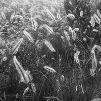 Buy canvas prints of  Morning dew in field by Bertie Carter