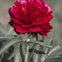 Buy canvas prints of  Red Peony by Bertie Carter
