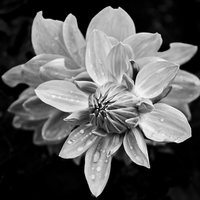 Buy canvas prints of  Black and white flower by Bertie Carter