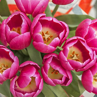Buy canvas prints of easter tulips by Sebastien Coell
