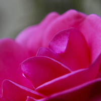 Buy canvas prints of Pink camellia by Sebastien Coell