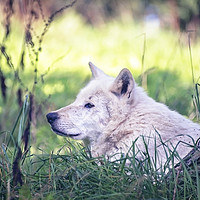 Buy canvas prints of Wolf by Sebastien Coell