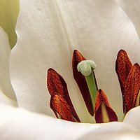 Buy canvas prints of White Lily by Sebastien Coell