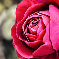 Buy canvas prints of Red Rose by Sebastien Coell