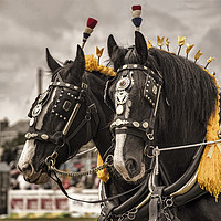 Buy canvas prints of Horse show by Sebastien Coell