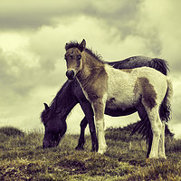 Buy canvas prints of Ponies Dartmoor by Sebastien Coell