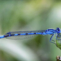 Buy canvas prints of Dragonfly. by Sebastien Coell