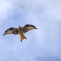 Buy canvas prints of Red kite overhead by Sebastien Coell