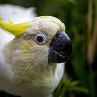 Buy canvas prints of white cockatoo by Sebastien Coell