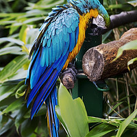 Buy canvas prints of Macaw parrot by Sebastien Coell