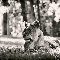 Buy canvas prints of Lioness in black and white by Sebastien Coell