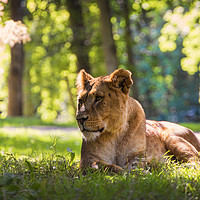 Buy canvas prints of Lioness sits in the forest by Sebastien Coell
