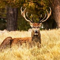Buy canvas prints of Richmond stags by Sebastien Coell