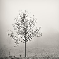 Buy canvas prints of Silver birch tree by Sebastien Coell