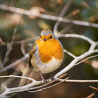 Buy canvas prints of Robin forest by Sebastien Coell