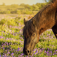 Buy canvas prints of A pony eats the grass at emsworhty common on Dartm by Sebastien Coell