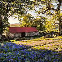 Buy canvas prints of The Bluebells at Emsworthy common on the Dartmoor  by Sebastien Coell