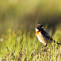 Buy canvas prints of Stonechat sits at Loch Etive on the Scottish Highl by Sebastien Coell