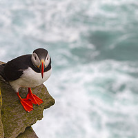 Buy canvas prints of Iceland Puffin by Sebastien Coell