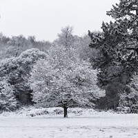 Buy canvas prints of Snowy Tree at Bakers Park by Sebastien Coell