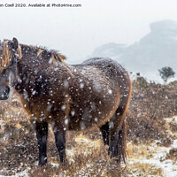Buy canvas prints of Emsworthy Pony by Sebastien Coell