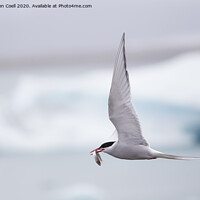 Buy canvas prints of Arctic tern  by Sebastien Coell