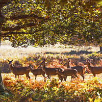 Buy canvas prints of Richmond Deer by Sebastien Coell