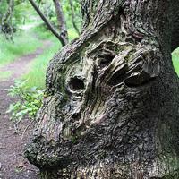 Buy canvas prints of  Face in the Bark by Becky shorting