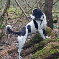 Buy canvas prints of Manny at Reffley Woodland by Becky shorting