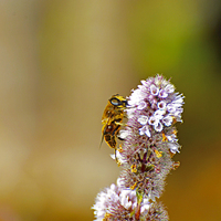 Buy canvas prints of  Bee or not to be :) by Krzysztof Oszkinis