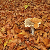 Buy canvas prints of  Mushroom and fallen leaves by Artnethouse SPRL