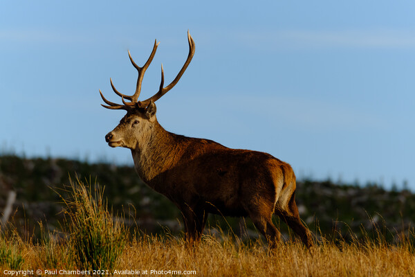 A reddeer standing in a grassy field Picture Board by Paul Chambers