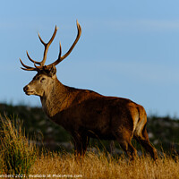 Buy canvas prints of A reddeer standing in a grassy field by Paul Chambers