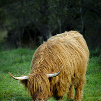 Buy canvas prints of Highland Cow by Paul Chambers