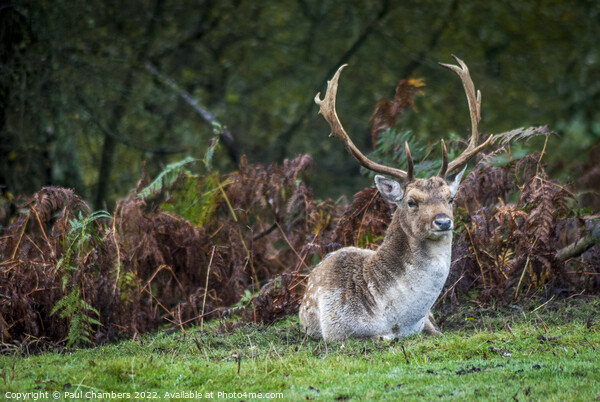 Majestic Brown Stag in the New Forest Picture Board by Paul Chambers