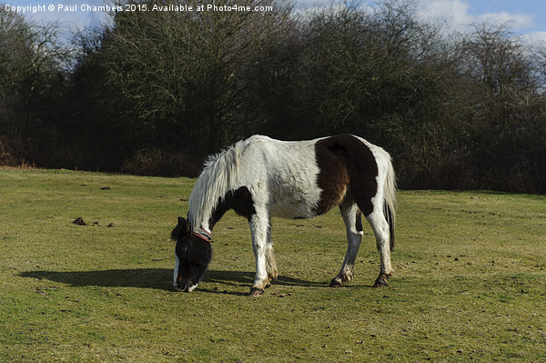  New Forest Pony Picture Board by Paul Chambers