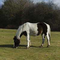 Buy canvas prints of  New Forest Pony by Paul Chambers