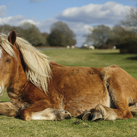 Buy canvas prints of  Resting Pony by Paul Chambers