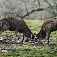 Buy canvas prints of Rutting Deer by Paul Chambers