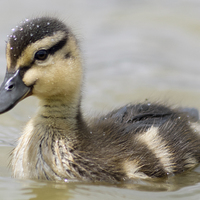Buy canvas prints of  Duckling by Paul Chambers