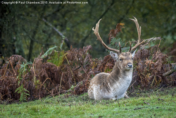  Stag in the New Forest Picture Board by Paul Chambers