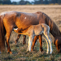 Buy canvas prints of  Mother & Foal by Paul Chambers